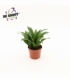 Dracaena