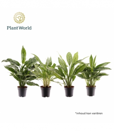 Aglaonema