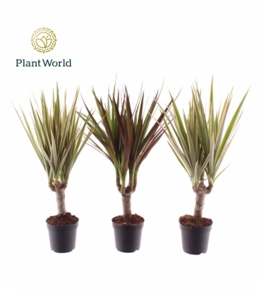 Dracaena