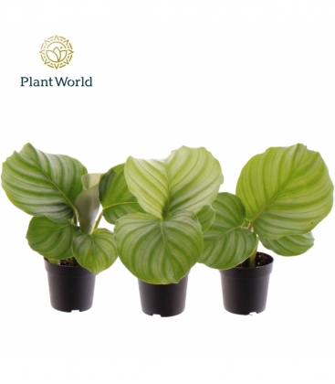 Calathea