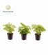 Syngonium