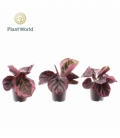 Calathea