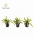 Chlorophytum