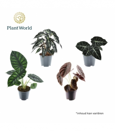 Alocasia