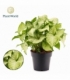 Syngonium