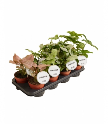 Syngonium