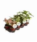 Syngonium