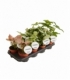 Syngonium