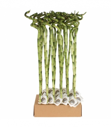 Dracaena