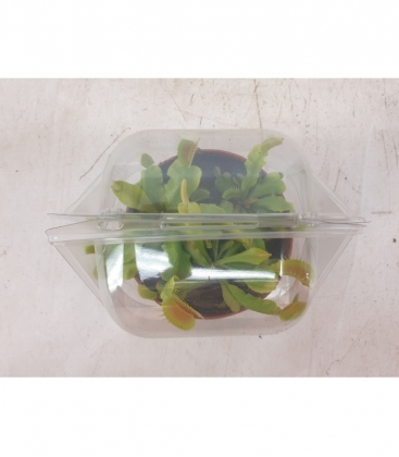 Dionaea
