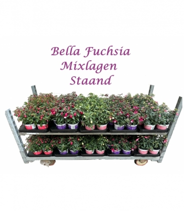 Fuchsia