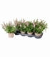 Angelonia