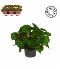 Begonia