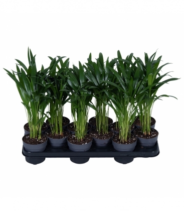 Dypsis