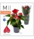 Anthurium