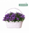 Campanula
