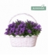 Campanula