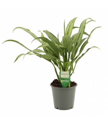 Aglaonema