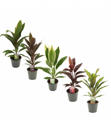 Cordyline
