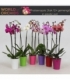 Phalaenopsis