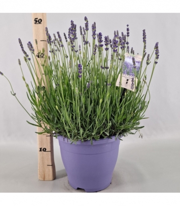Lavandula
