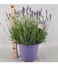 Lavandula
