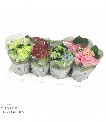 Hydrangea