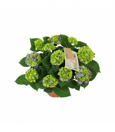 Hydrangea