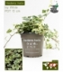 Hedera