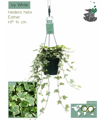 Hedera