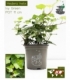 Hedera