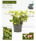 Hedera
