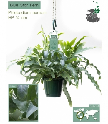 Phlebodium