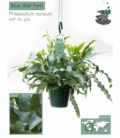 Phlebodium