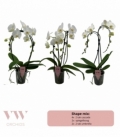 Phalaenopsis