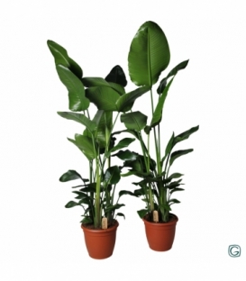 Strelitzia