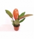 Philodendron