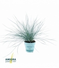 Festuca