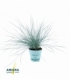 Festuca
