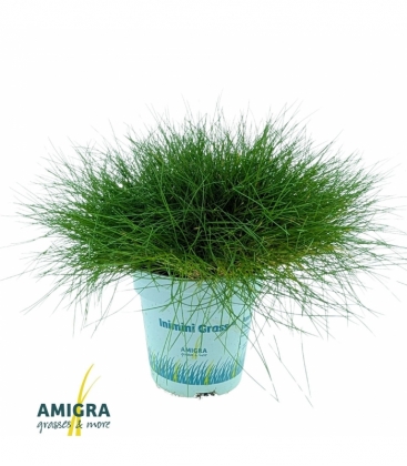 Festuca