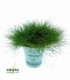 Festuca
