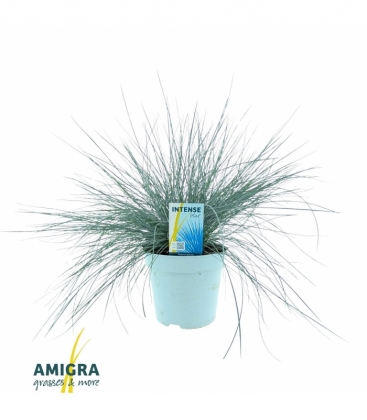 Festuca