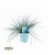 Festuca