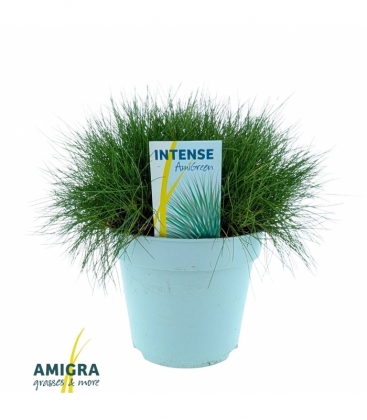 Festuca