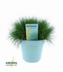 Festuca