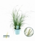 Pennisetum