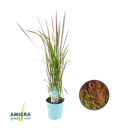 Imperata