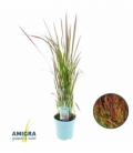 Imperata