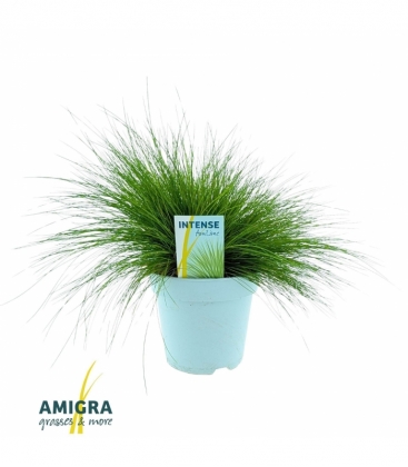 Deschampsia
