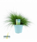 Deschampsia